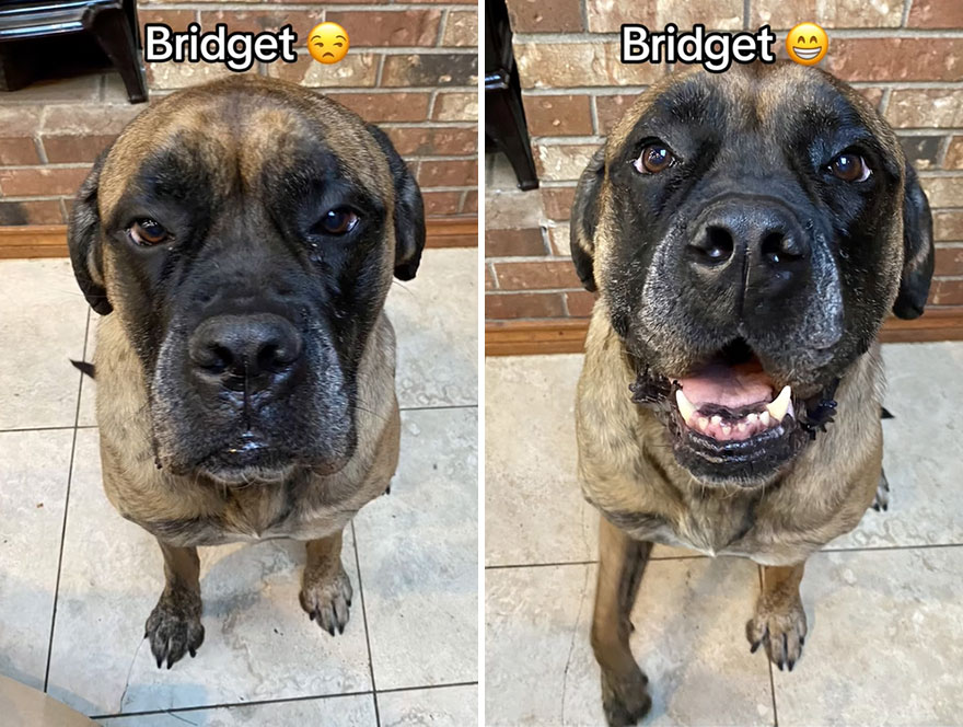 Before and after dog's reaction to calling him "Good boy"