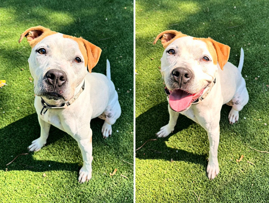 Before and after dog's reaction to calling him "Good boy"