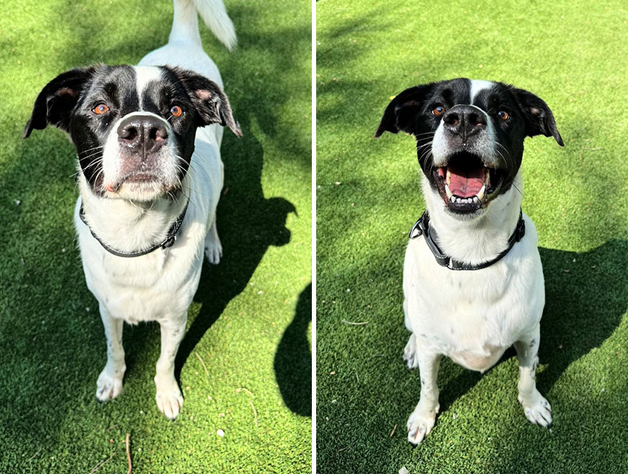 Before and after dog's reaction to calling him "Good boy"