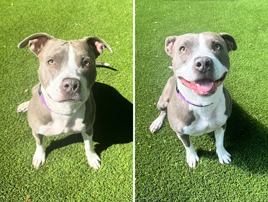 Before and after dog's reaction to calling him "Good boy"