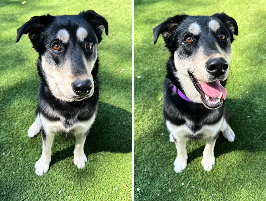 Before and after dog's reaction to calling him "Good boy"
