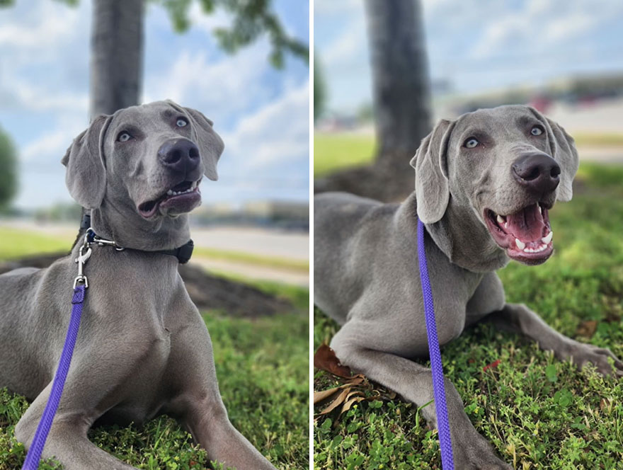 Before and after dog's reaction to calling him "Good boy"