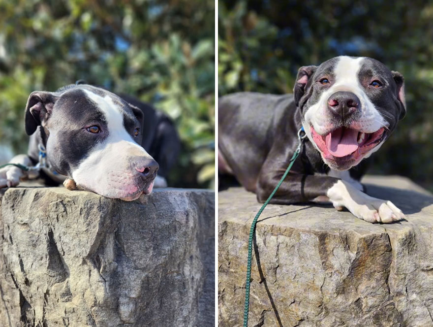 Before and after dog's reaction to calling him "Good boy"