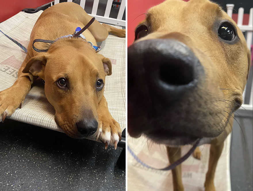 Before and after dog's reaction to calling him "Good boy"