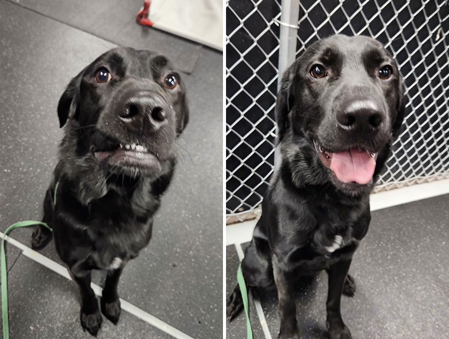 Before and after dog's reaction to calling him "Good boy"