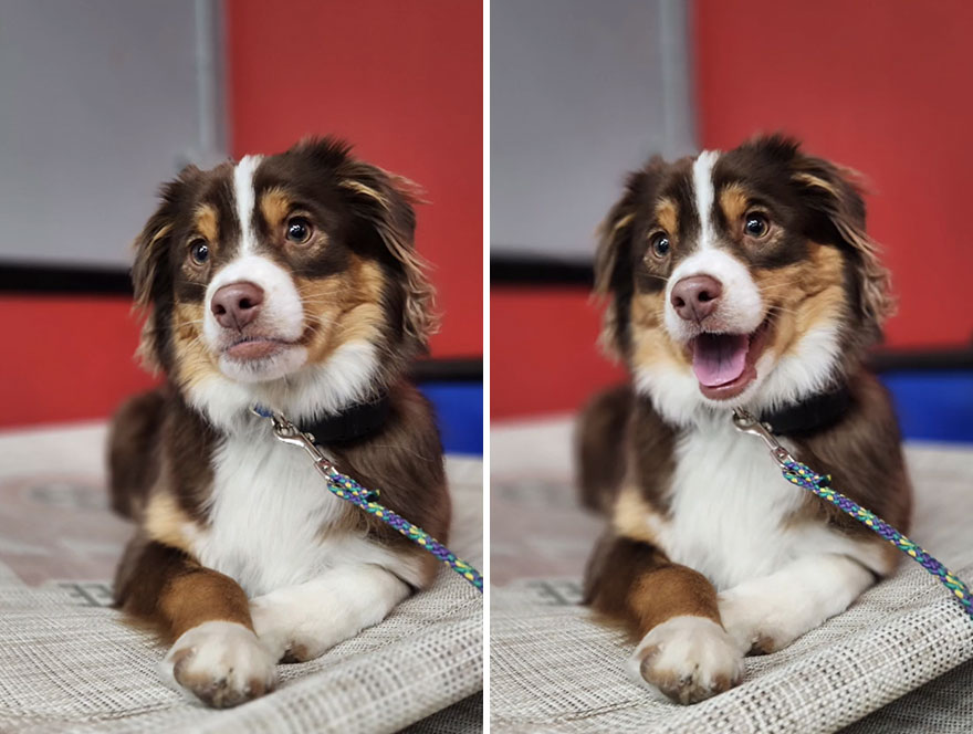 Before and after dog's reaction to calling him "Good boy"