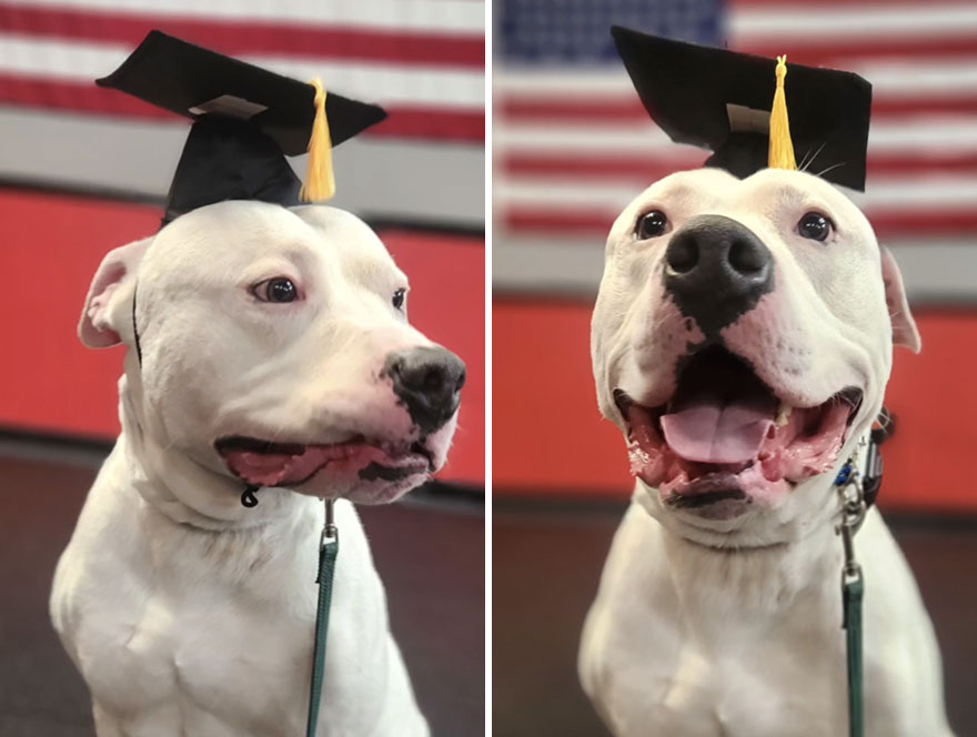 Before and after dog's reaction to calling him "Good boy"