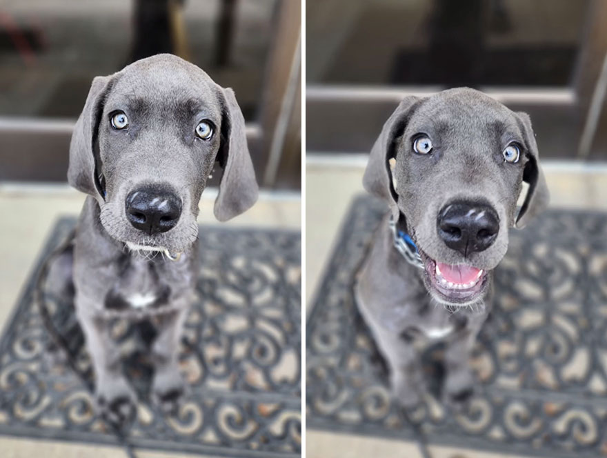 Before and after dog's reaction to calling him "Good boy"