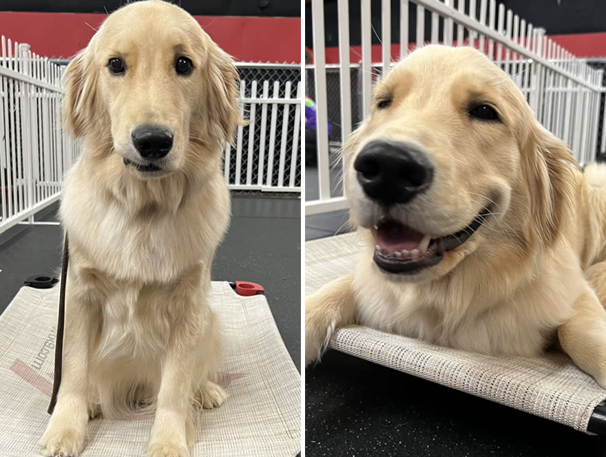 Before and after dog's reaction to calling him "Good boy"