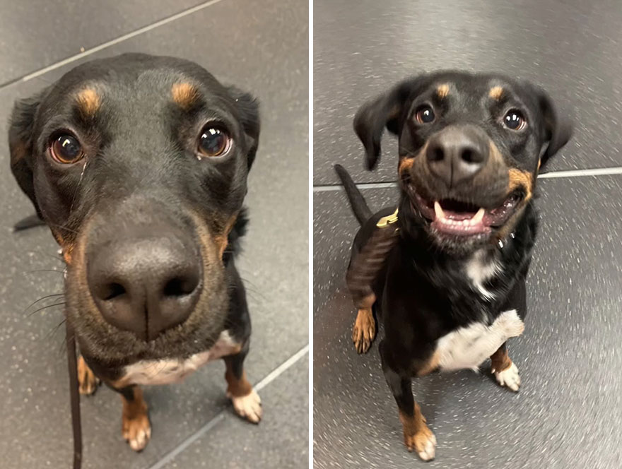 Before and after dog's reaction to calling him "Good boy"