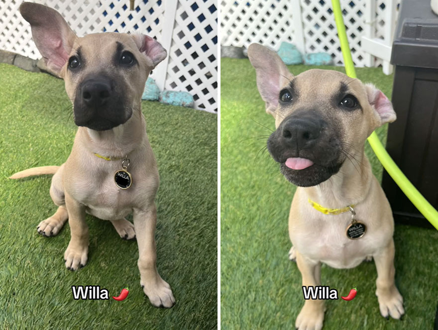 Before and after dog's reaction to calling him "Good boy"