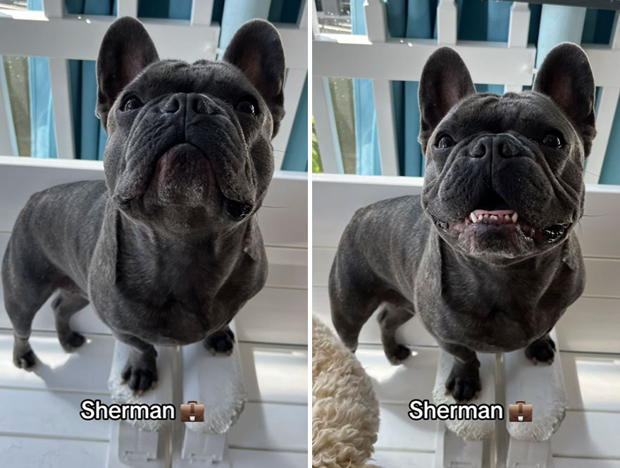 Before and after dog's reaction to calling him "Good boy"