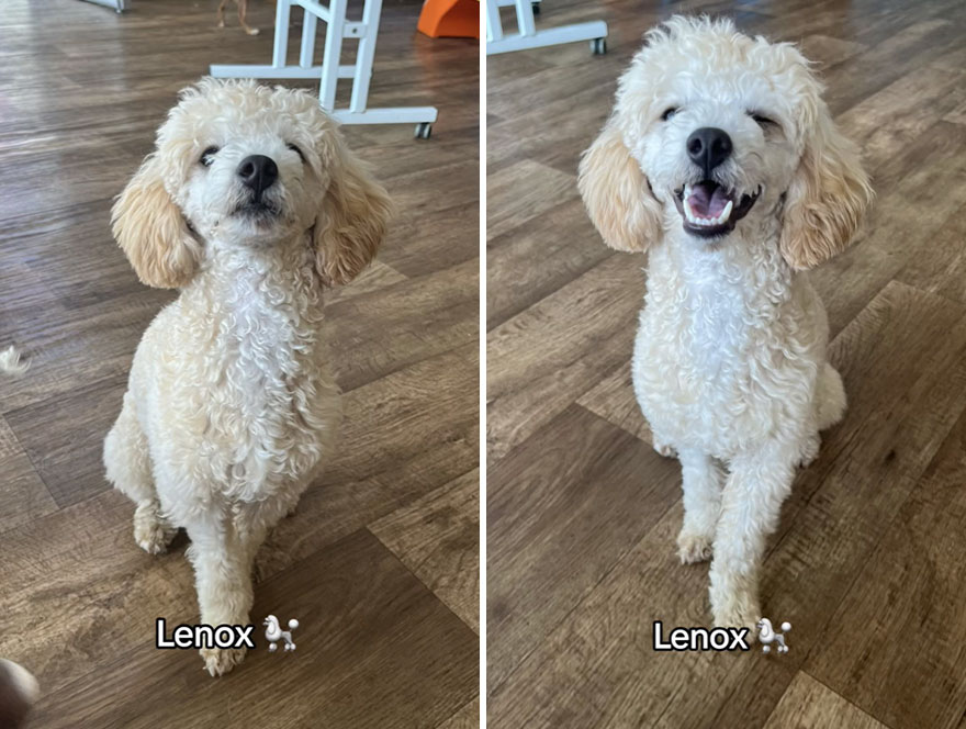 Before and after dog's reaction to calling him "Good boy"