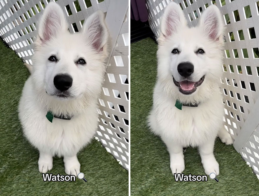 Before and after dog's reaction to calling him "Good boy"