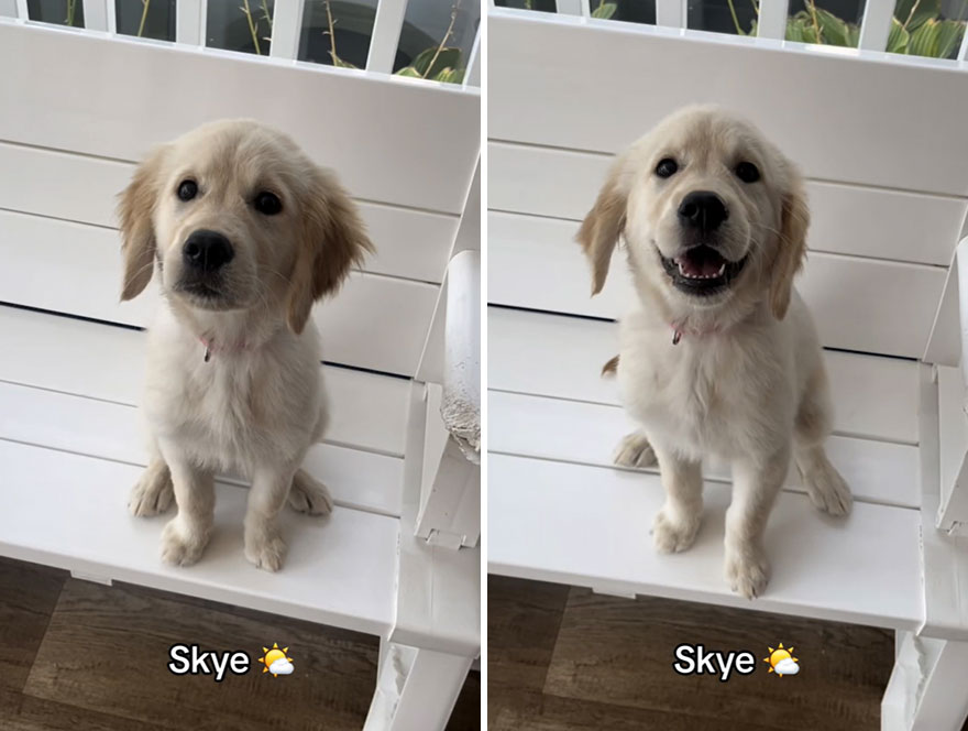 Before and after dog's reaction to calling him "Good boy"