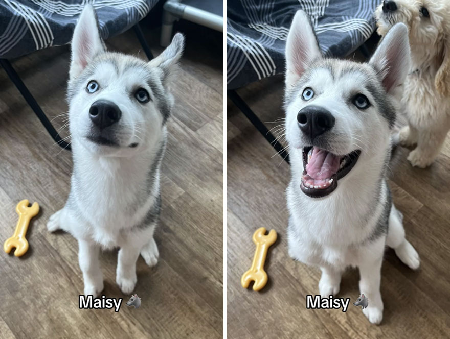 Before and after dog's reaction to calling him "Good boy"