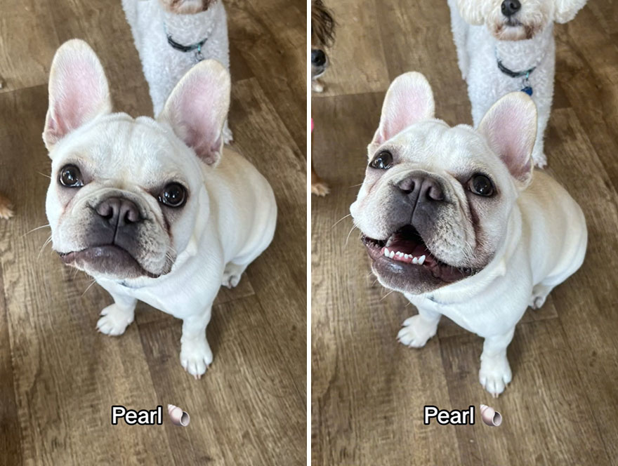 Before and after dog's reaction to calling him "Good boy"