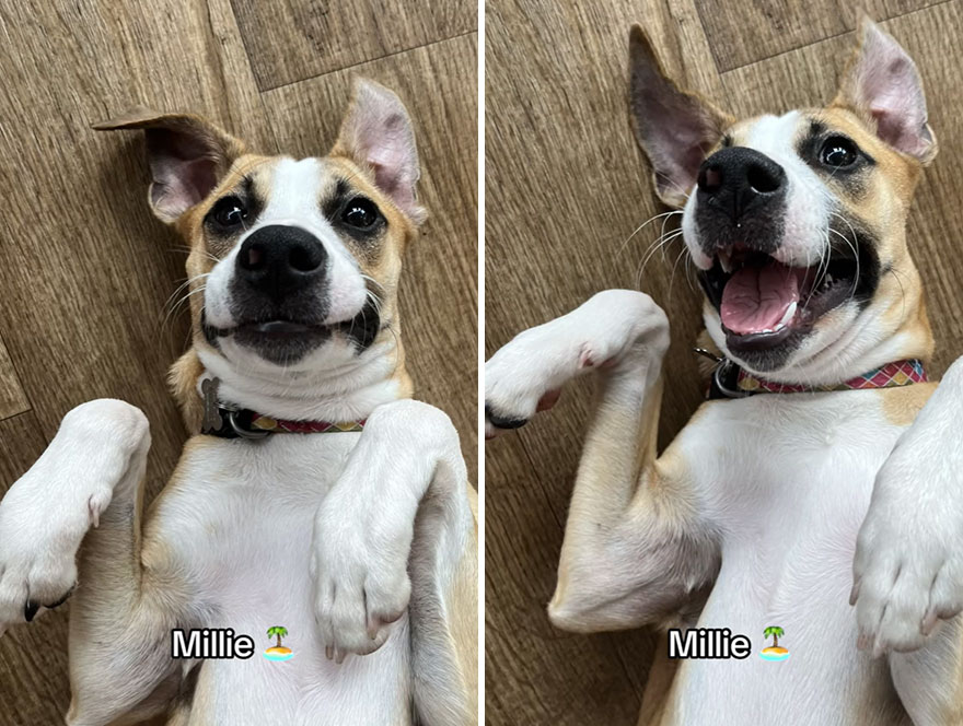 Before and after dog's reaction to calling him "Good boy"