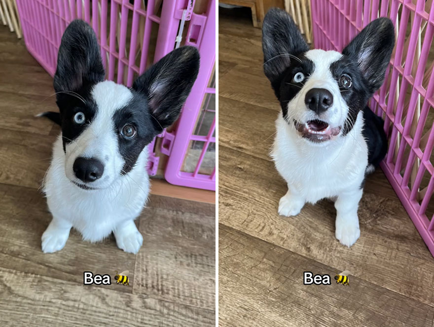Before and after dog's reaction to calling him "Good boy"