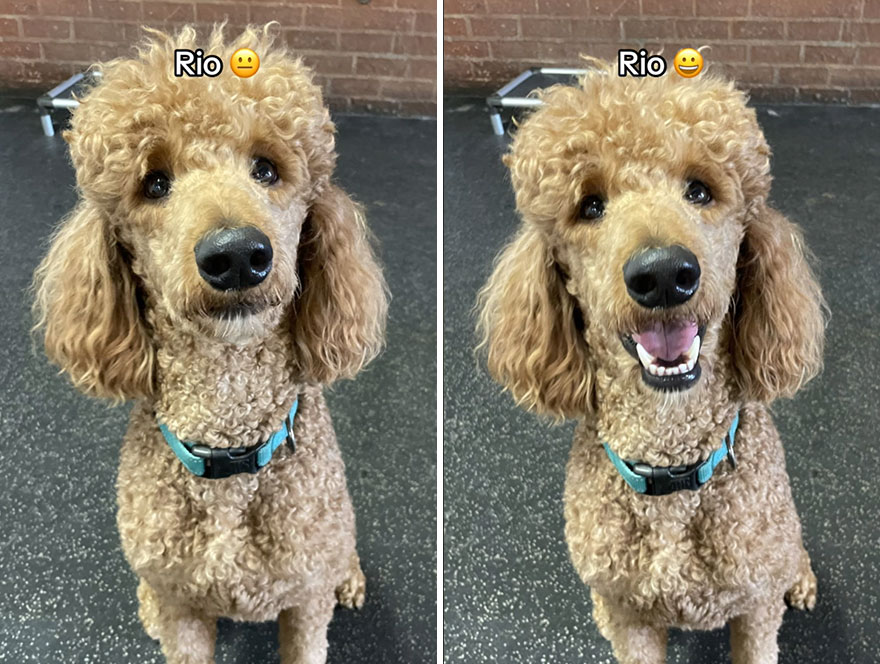 Before and after dog's reaction to calling him "Good boy"
