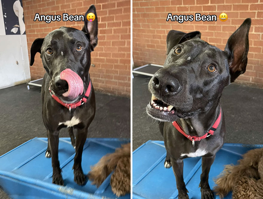 Before and after dog's reaction to calling him "Good boy"