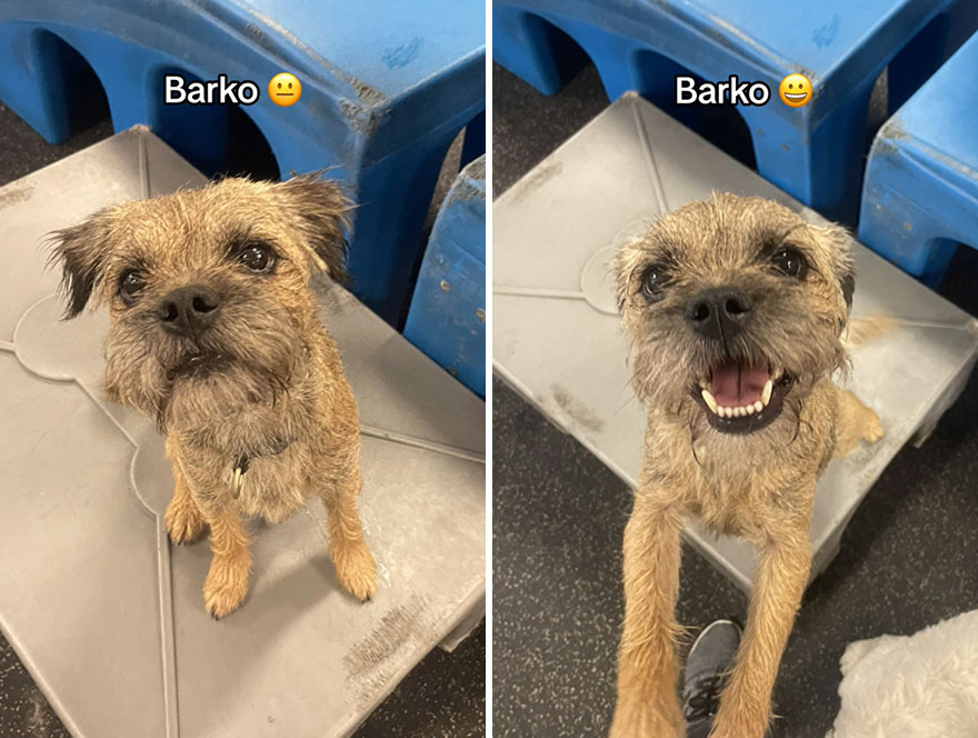 Before and after dog's reaction to calling him "Good boy"