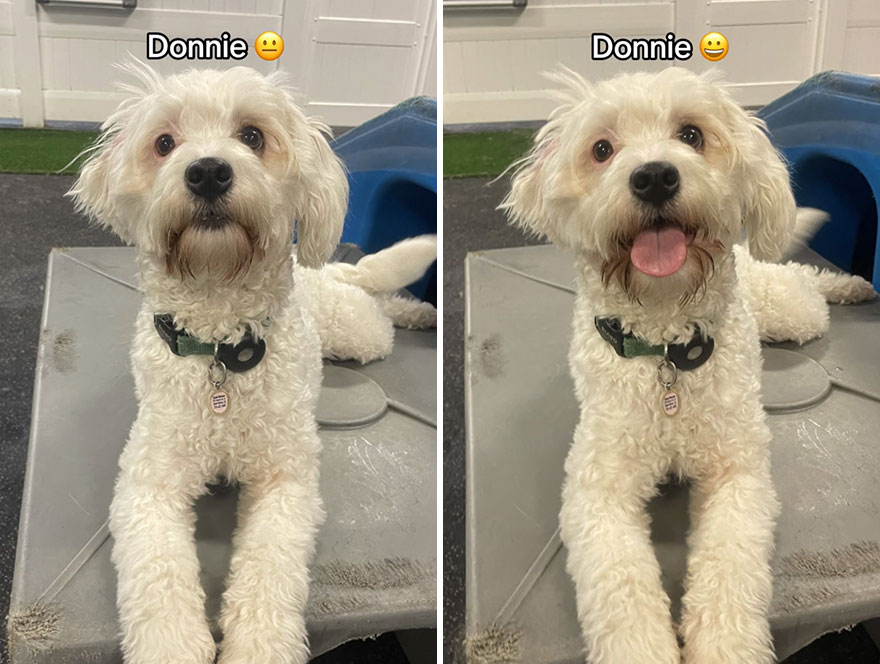 Before and after dog's reaction to calling him "Good boy"