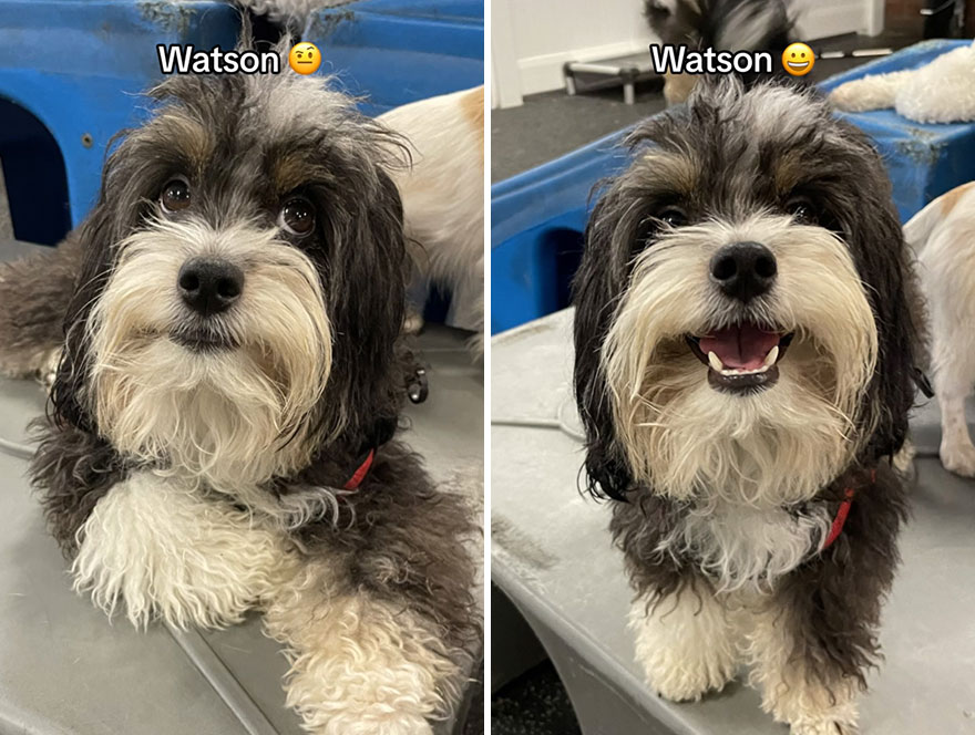 Before and after dog's reaction to calling him "Good boy"