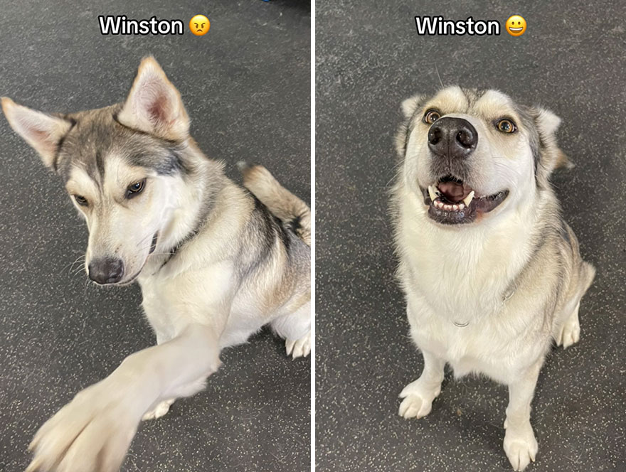 Before and after dog's reaction to calling him "Good boy"