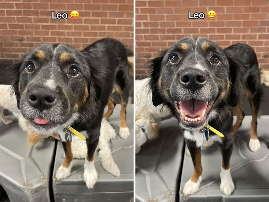 Before and after dog's reaction to calling him "Good boy"