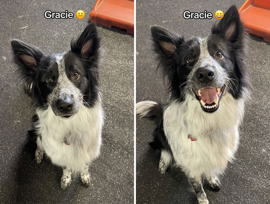 Before and after dog's reaction to calling him "Good boy"