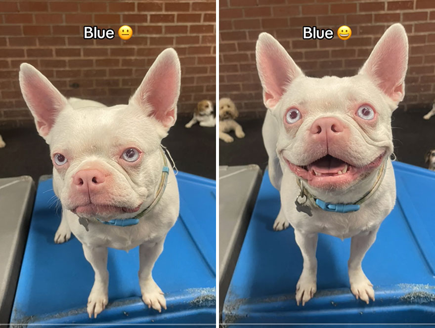 Before and after dog's reaction to calling him "Good boy"
