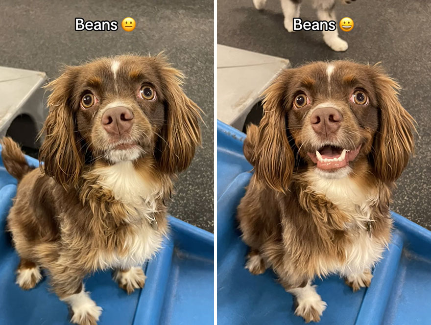 Before and after dog's reaction to calling him "Good boy"