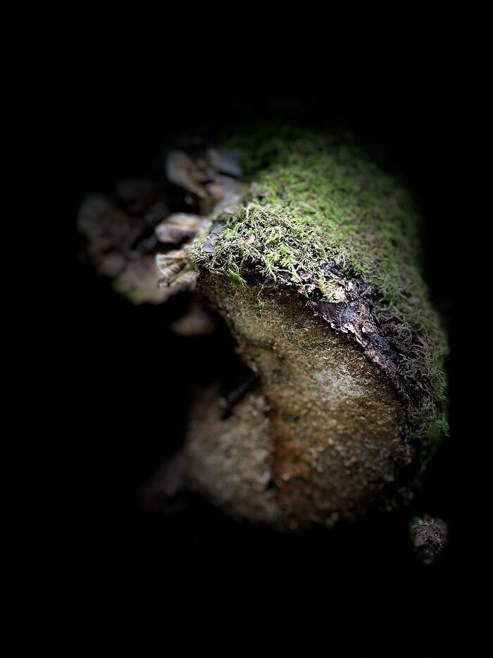 Photo From The Muir Woods When I Visited California