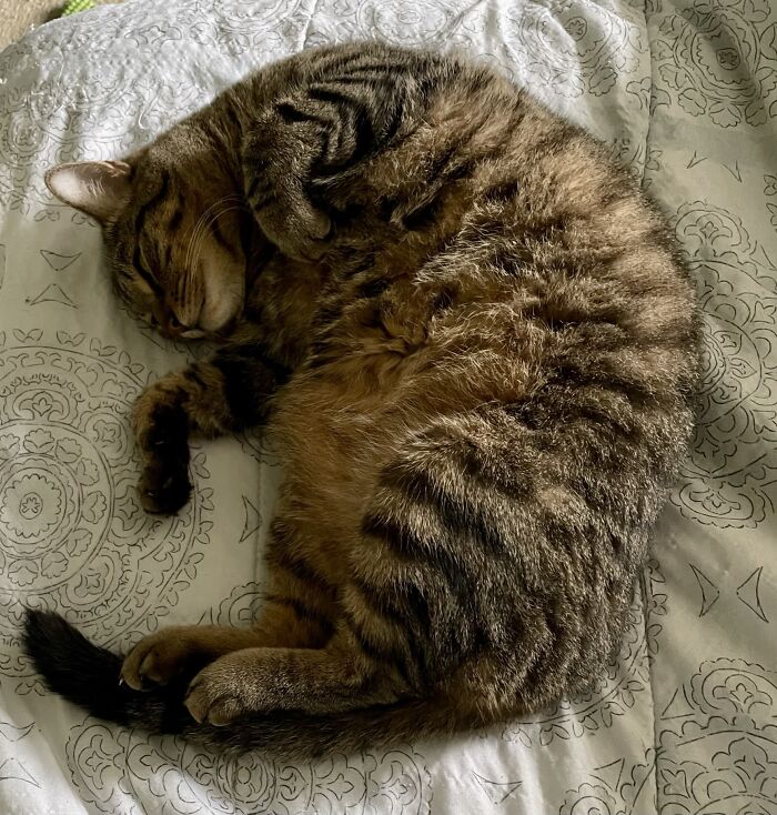 This Is Baby Thor , My Cat That Hates Getting Cuddled And Loves Protecting People