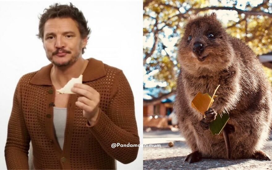 Twitter User Compares Pedro Pascal To Mushrooms And Squirrels And The Result Is Fun And Accurate (20 Pics)