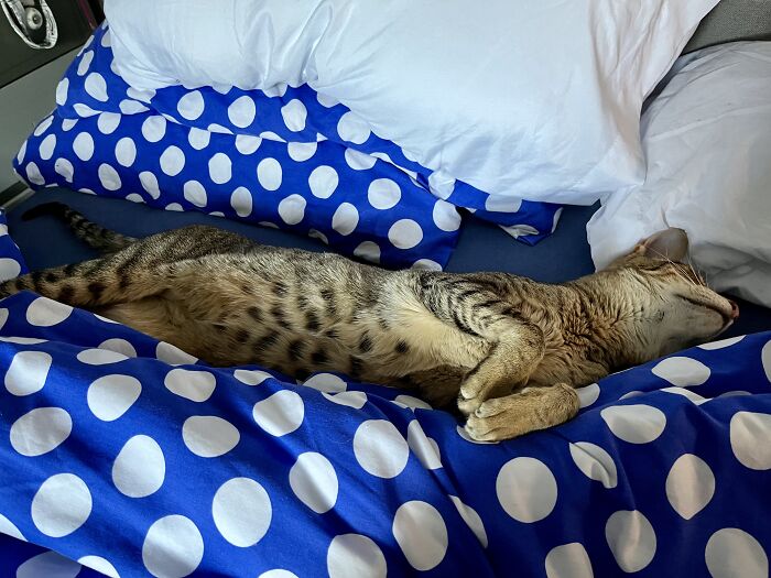 Not My Cat! But He Seems To Think He Is!!!