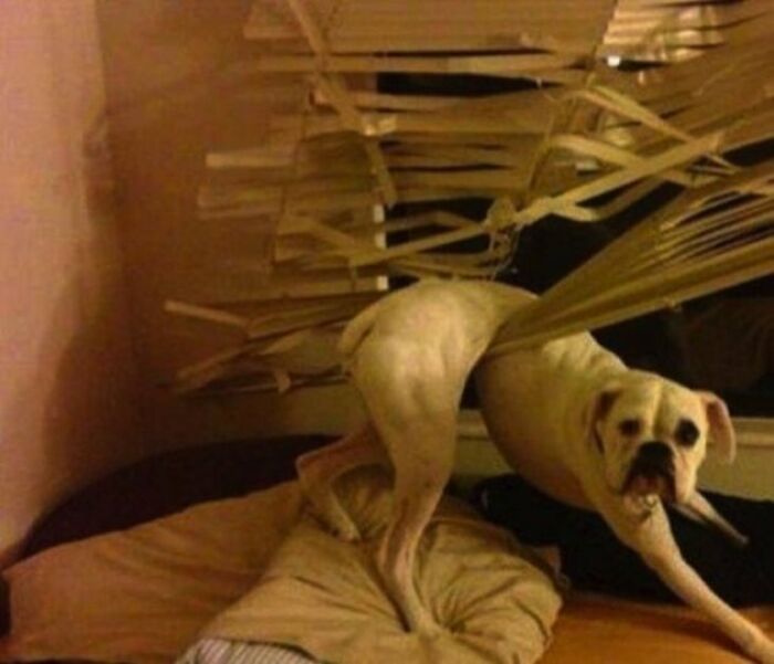 Hey, It Attacked Me. I’m The Victim Here