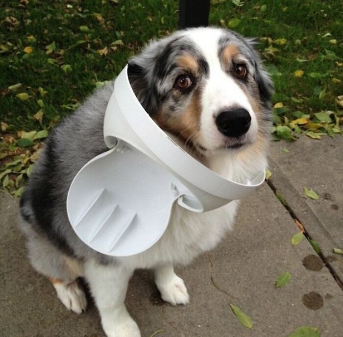 I’ve Never Even Touched The Trashcan