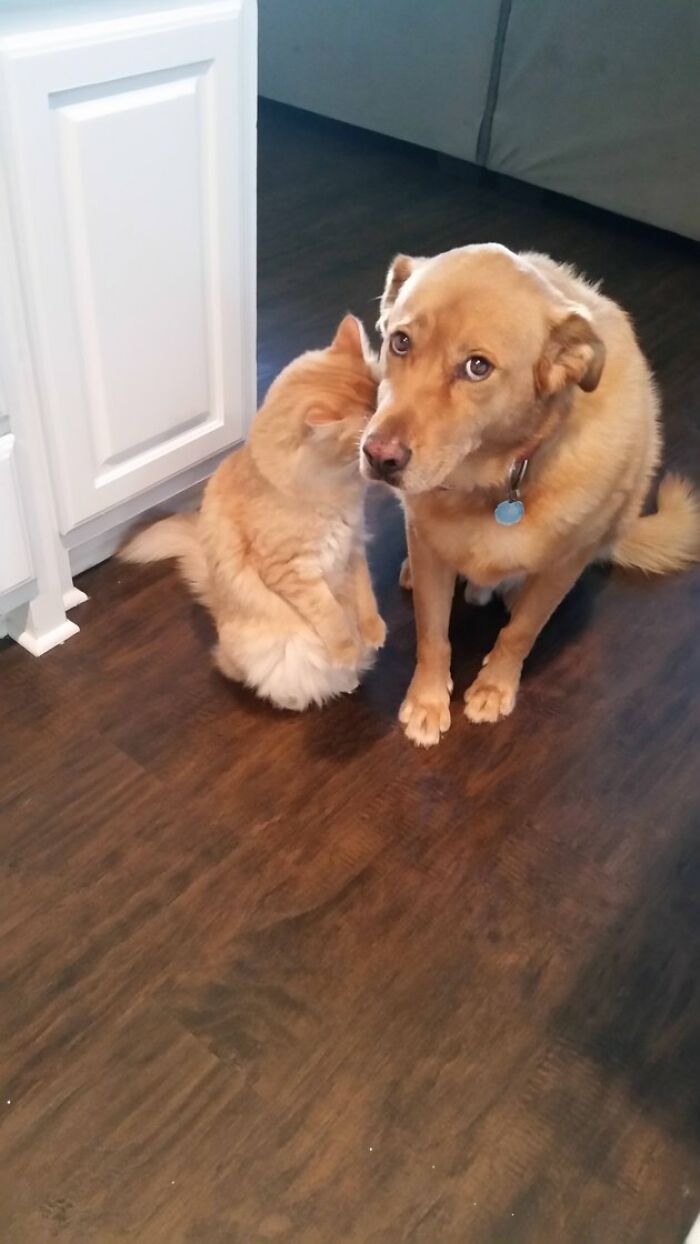 Yes, We’ve Been Behaving. Everything's Fine. Super Fine