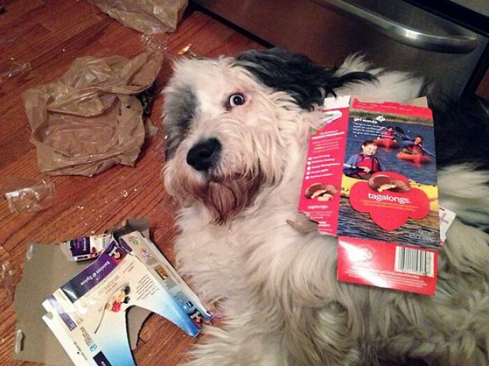 No, I Don’t Know What Happened To Your Cookies