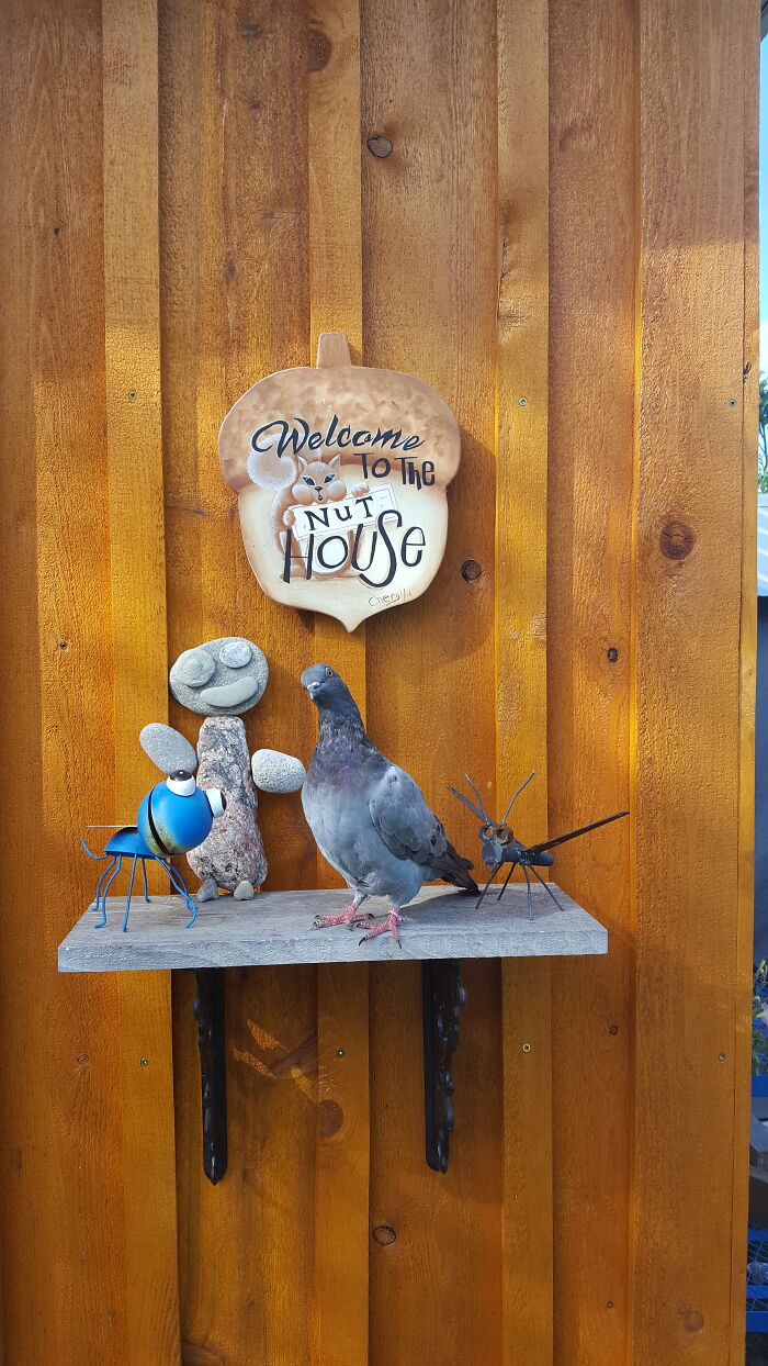 Pet Pigeon #1, This Is Girdie !