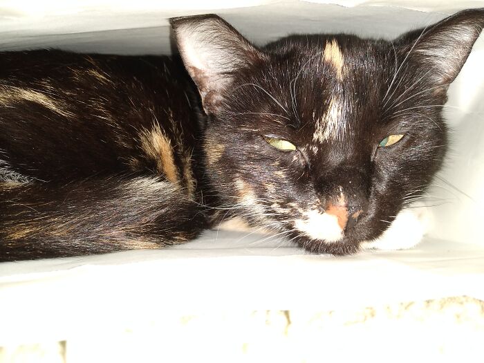 This Is Gizmo. She's Hiding In A Paper Gift Bag