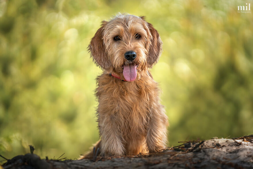 "Tongue Out Blanche Deveraux" - Basset Fauve De Bretagne Red Wheaton