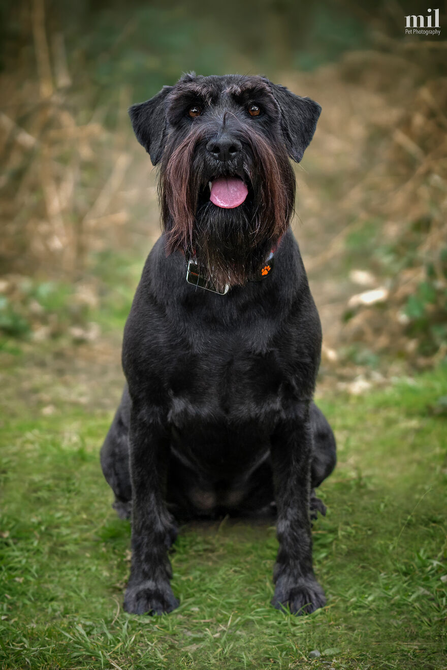 "Tongue Out Dottie" - Black Schnauzer