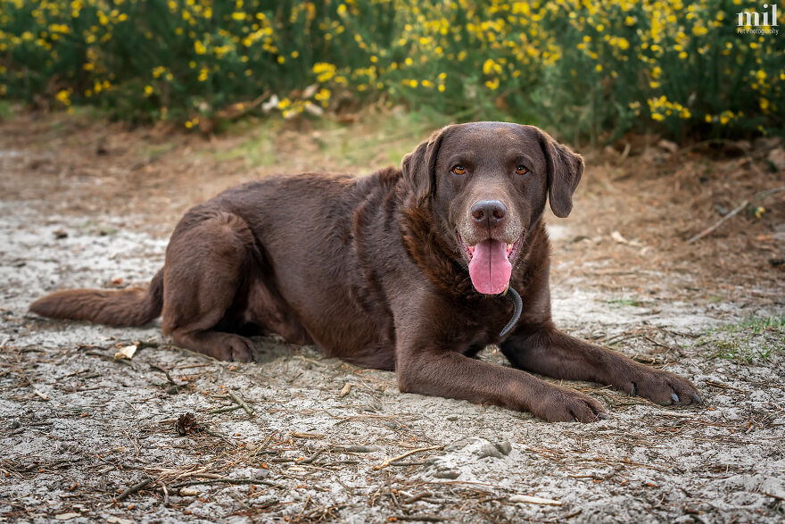 "Tongue Out Harvey" - Chocolate Labrador