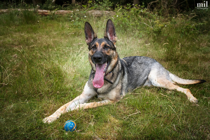 "Tongue Out Luna" - German Shepherd