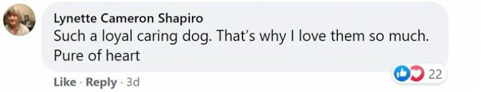 Heartbroken Dog Refuses To Leave The Door While Waiting For Her Dad To Get Back From The Hospital