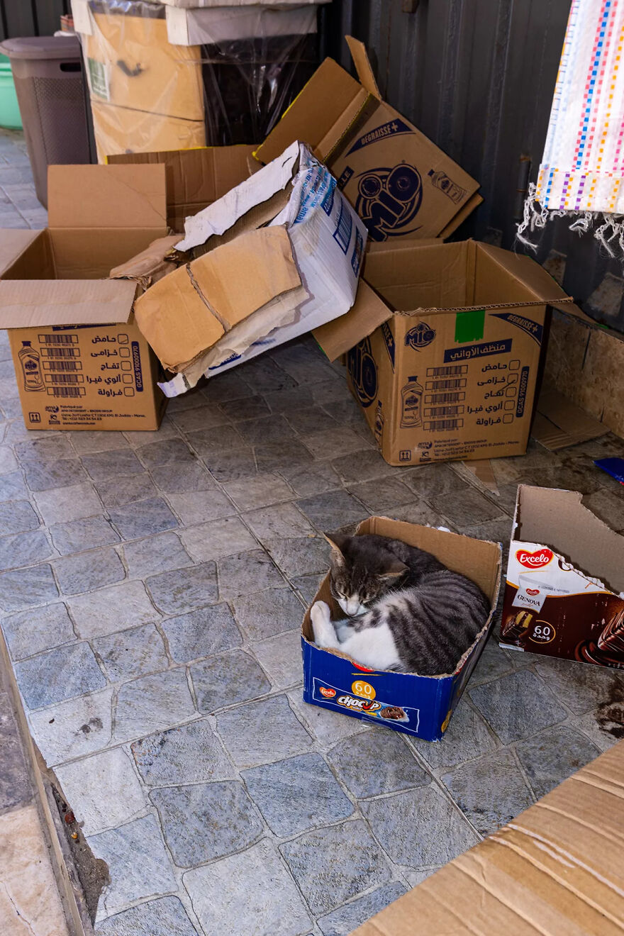 I Was Taking Photos Of Stray Cats Hours Before The Earthquake