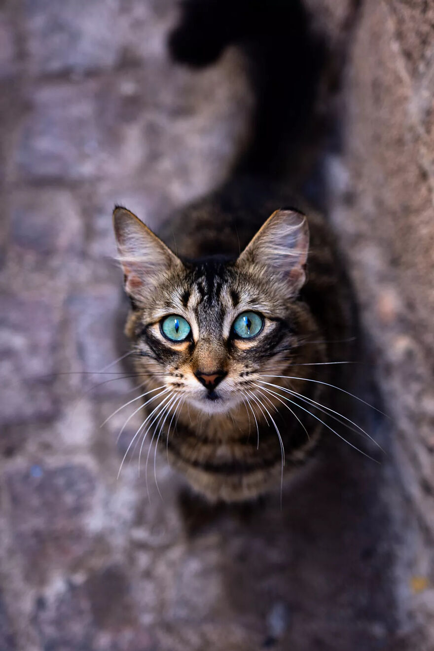 I Was Taking Photos Of Stray Cats Hours Before The Earthquake